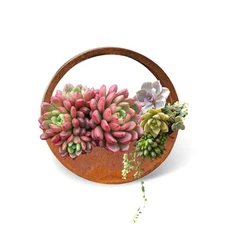 کارٹین اسٹیل ہینگنگ پلانٹر